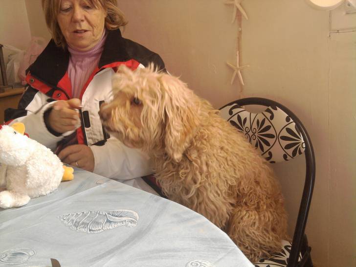 Dick - Caniche Mâle (12 ans)