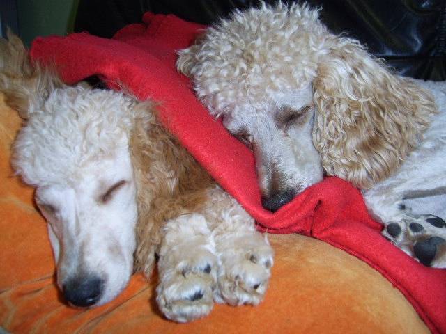 Scotch et Porto - Caniche