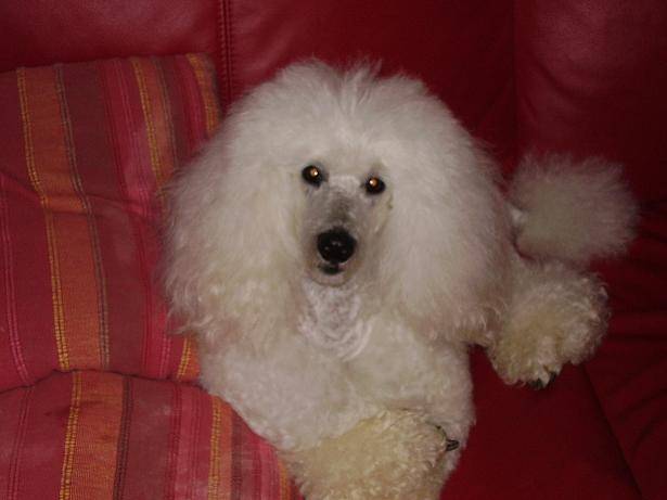 caniche moyen : Eldar - Caniche