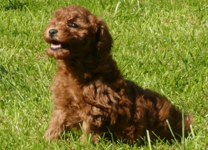 Astèque - Caniche Mâle (6 mois)