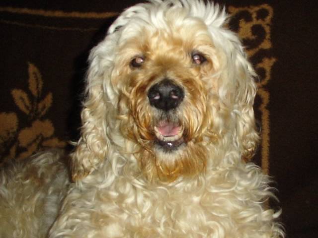 je m apelle cora et je suis un caniche croisé griffon - Caniche