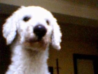 PRINCE caniche géant - Caniche