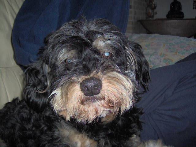 Guizmo, croisé griffon caniche - Caniche