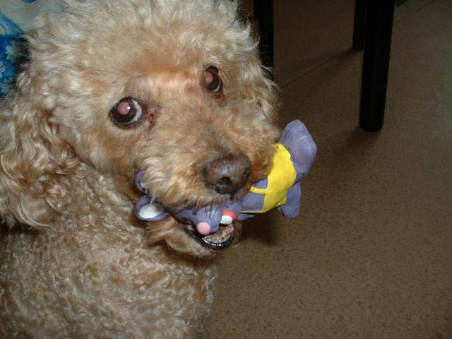 Léo, caniche - Caniche