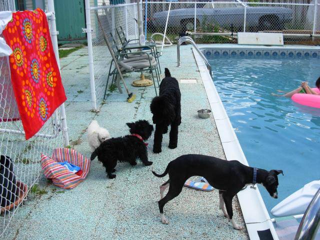 Caniche Poupette et Maggy - Caniche