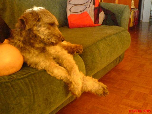 Misty caniche croisé lévrier... :-) - Caniche