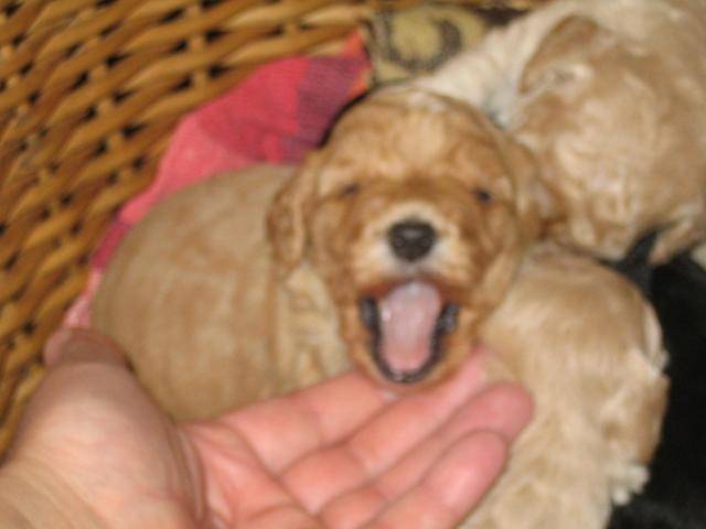 croisé caniche - capon - Caniche