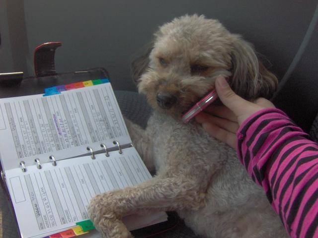 caniche ***NOISETTE*** - Caniche