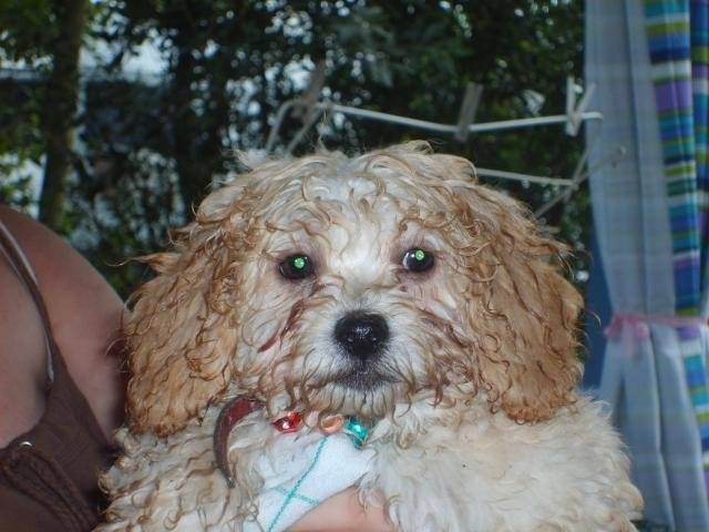 CANICHE ~~~~ HELOISE - Caniche