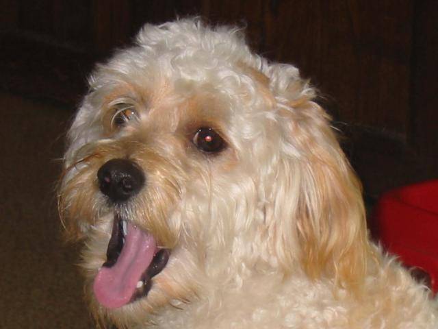 wally caniche croisé fox - Caniche