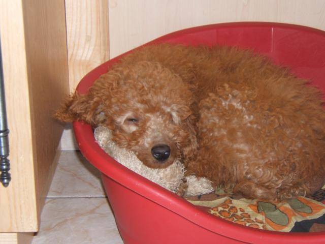 caniche nain Toy - Caniche