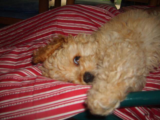 CANICHE ~~~ HELOISE LA COQUINE - Caniche