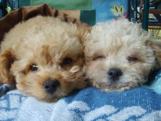 CANICHE ~~~ HELOISE ET CLEMENTINE - Caniche