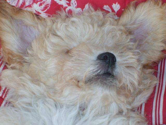 CANICHE ~~~ CLEMENTINE - Caniche