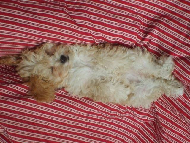 CANICHE ~~~ HELOISE - Caniche