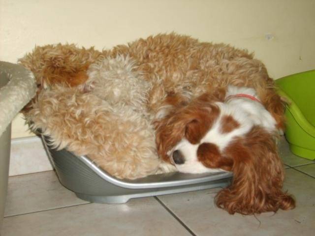 CANICHE ~~ CAVALIER KING CHARLES - Caniche