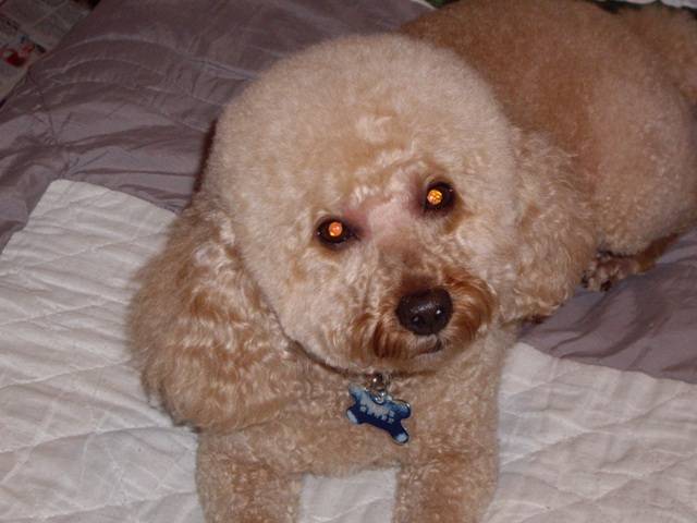 Caniche nain abricot - Caniche