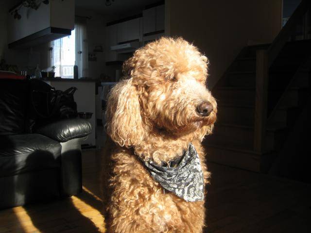 Caniche standard Porto - Caniche