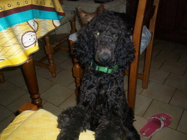 candy caniche royal - Caniche