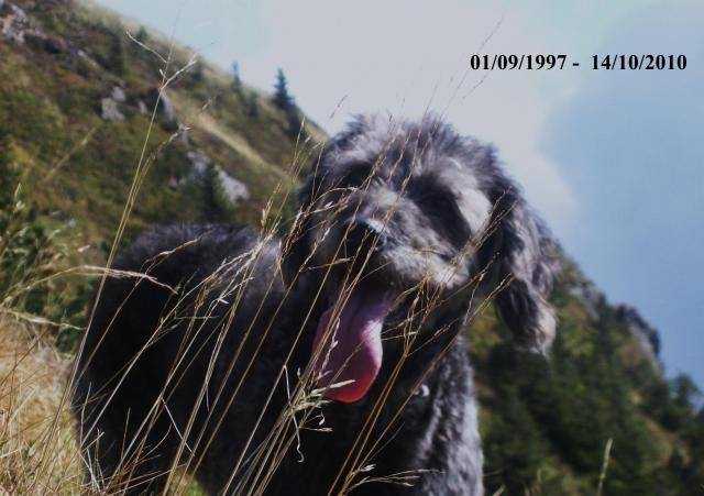Cash croisé caniche - Caniche
