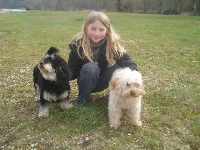 canicheXyork Velcro et sa soeur Flora - Caniche