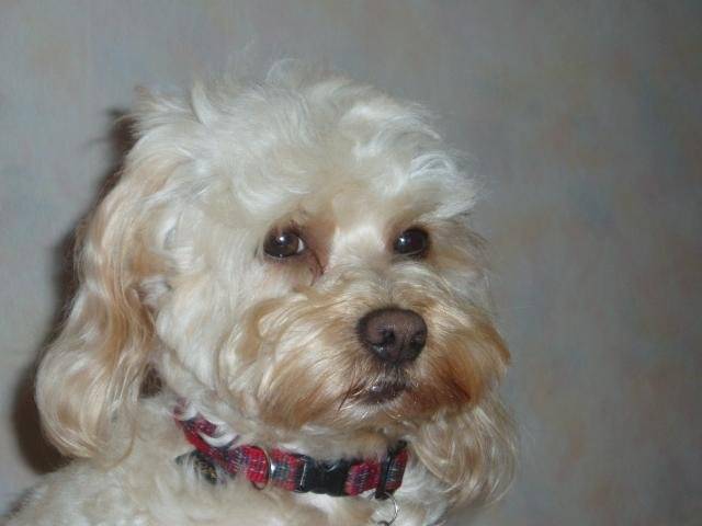 canicheXyork Velcro - Caniche