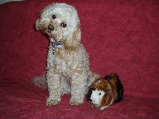 canicheXyork Velcro et Jacob le cobaye - Caniche