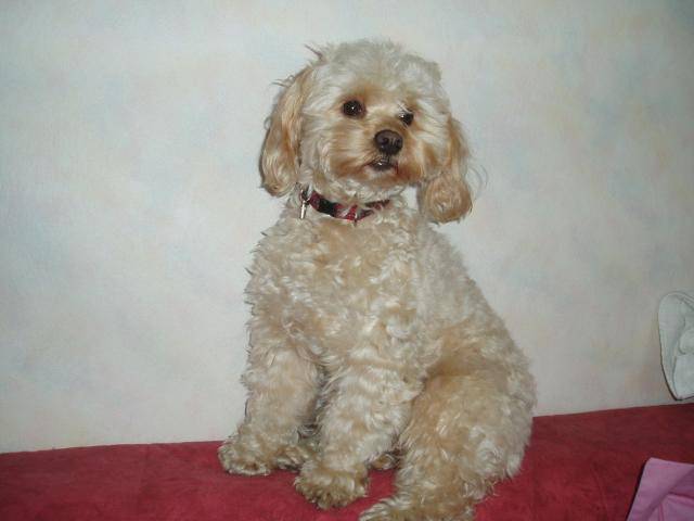 canicheXyork Velcro - Caniche