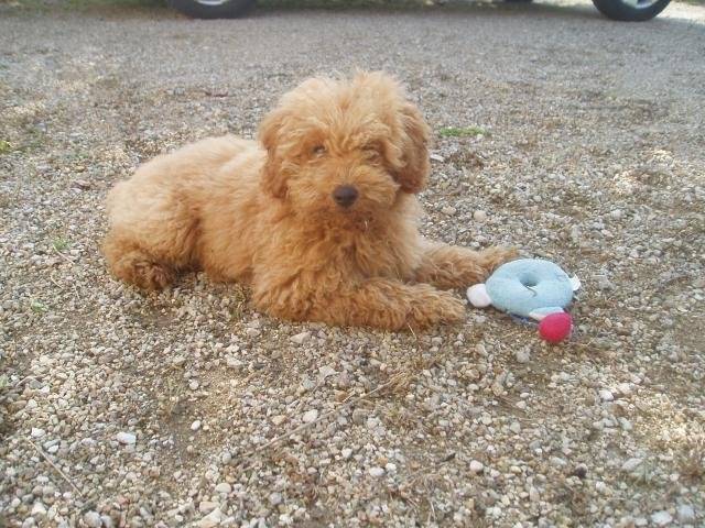 Gringo caniche nain - Caniche