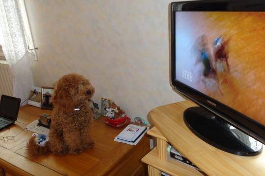 Gringo caniche - Caniche