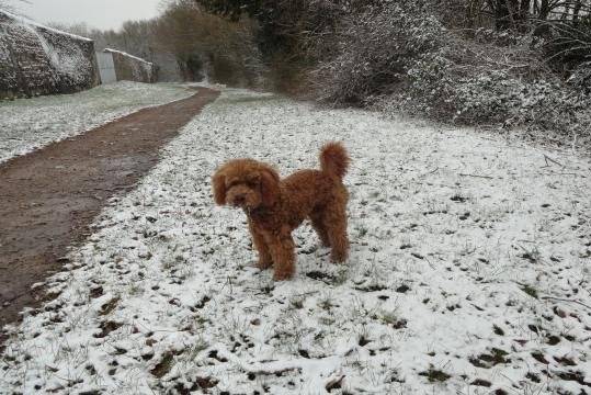 Gringo caniche - Caniche