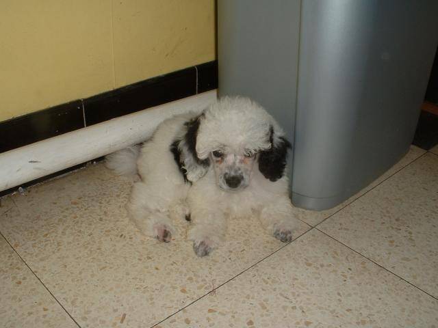 Sally caniche toy - Caniche