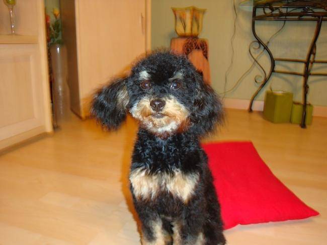 Spoky caniche toy 11 mois - Caniche (11 mois)