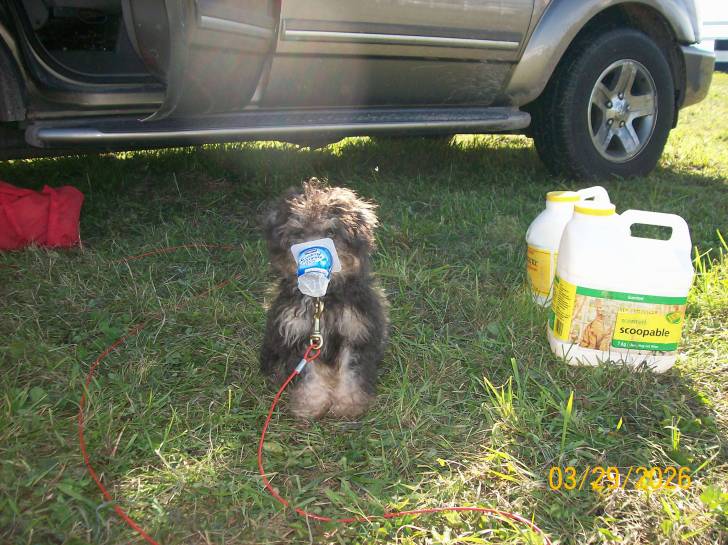Tuffy - Caniche Mâle (8 ans)