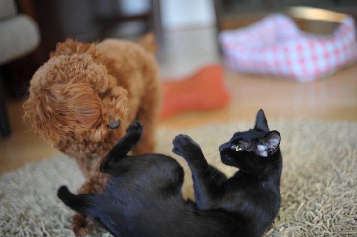 Un Caniche roux jouant avec un chat noir