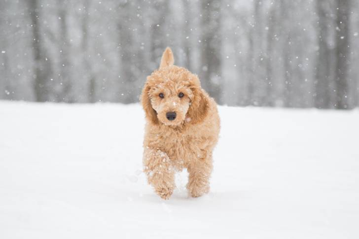 Un Caniche avance dans la neige