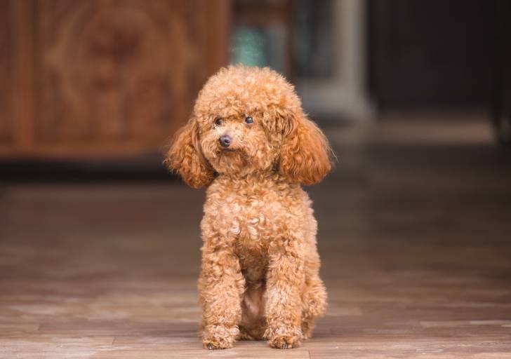 Un jeune Caniche assis sur du parquet