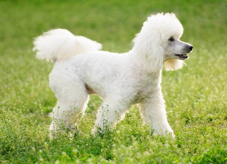 Un Caniche blanc en train de se promener sur de la pelouse