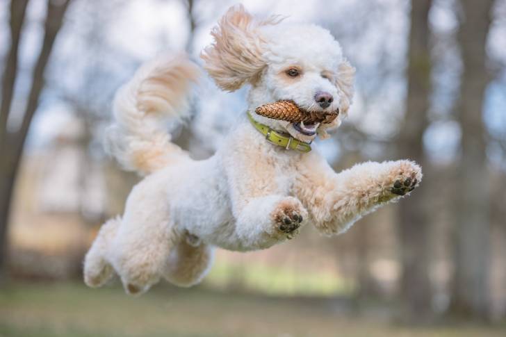 Un Caniche en train de bondir avec une pomme de pin dans la gueule