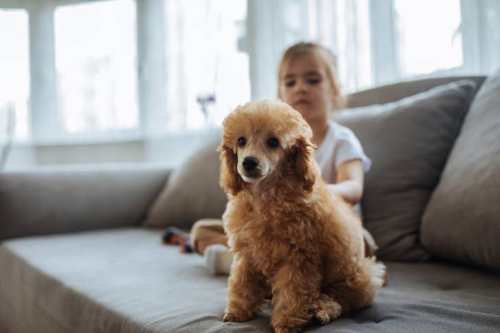 Une petite fille caresse un Caniche assis sur un canapé avec elle