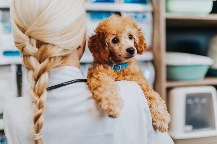 Un Caniche chez le vétérinaire