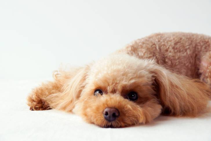 Un Caniche allongé sur un lit