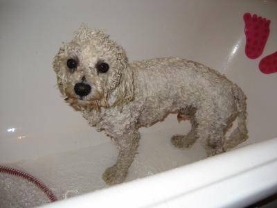 Mister Benjy - Caniche Mâle (7 ans)