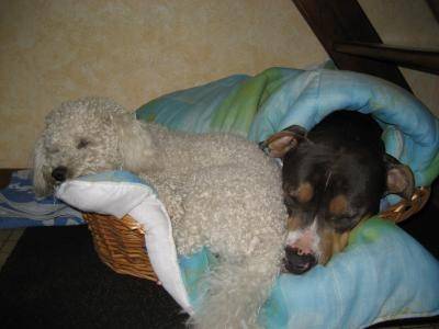 Arco et Benjy en mode endormi - Caniche Mâle (7 ans)