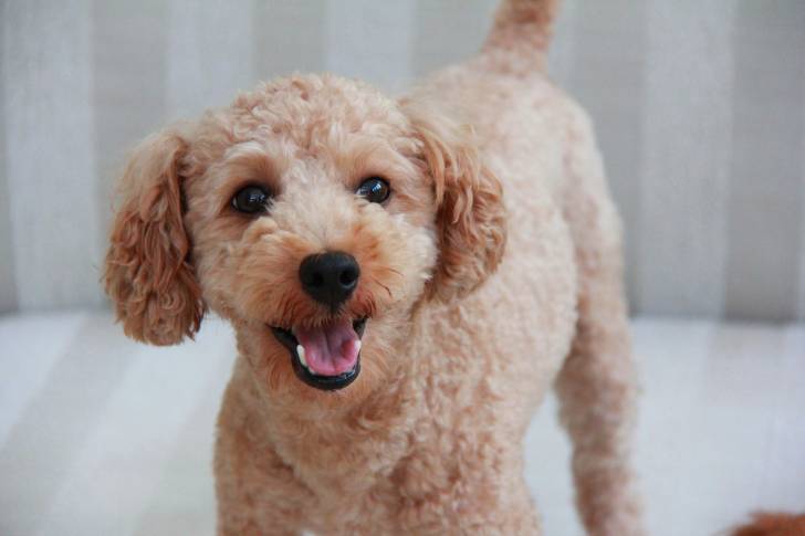 Un Caniche brun heureux debout dans le salon