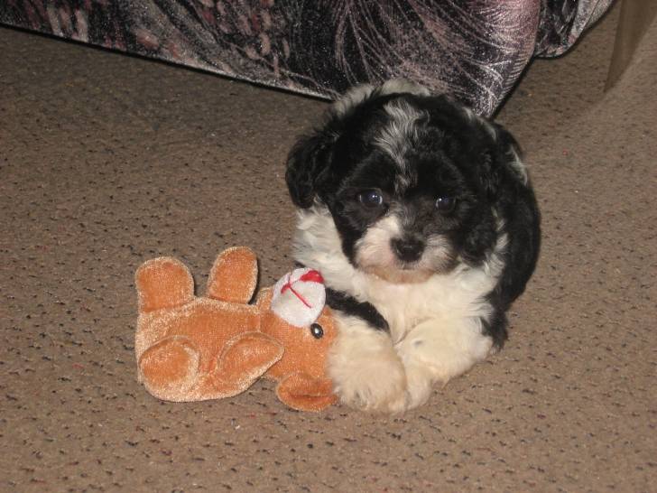 Gribouille - Caniche Mâle (1 mois)