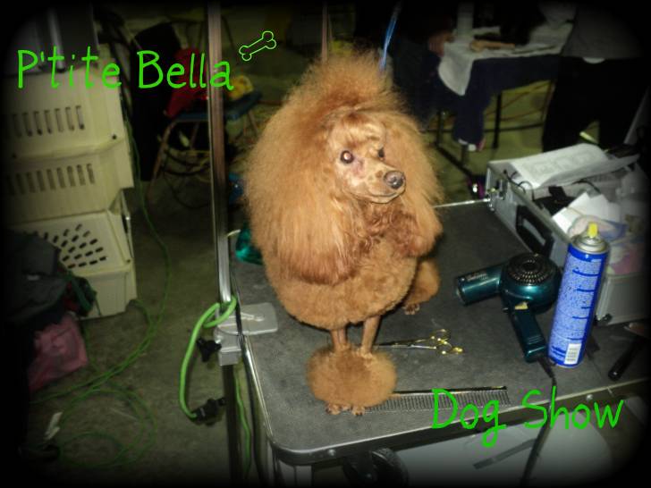 Bella - Caniche Femelle (2 ans)