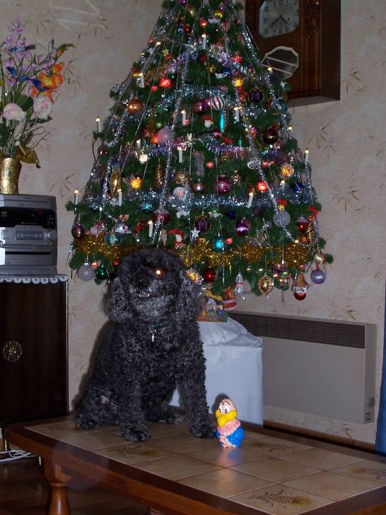 Wendy - Caniche Femelle (10 ans)