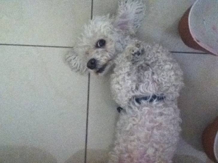 max - Caniche Mâle (6 ans)