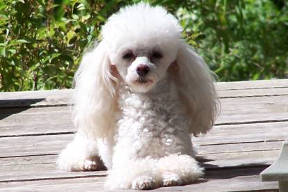 Un petit Caniche blanc allongé sur une terrasse au soleil